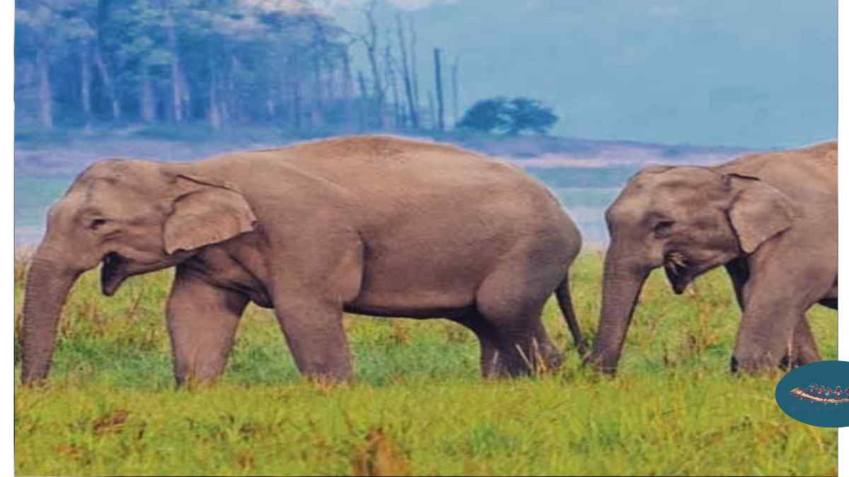 తమోర్ పింగ్లా వన్యప్రాణుల అభయారణ్యం, ఛత్తీస్‌గఢ్