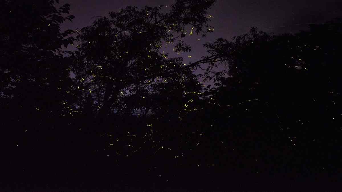 purushavanivillagemaharashtra1