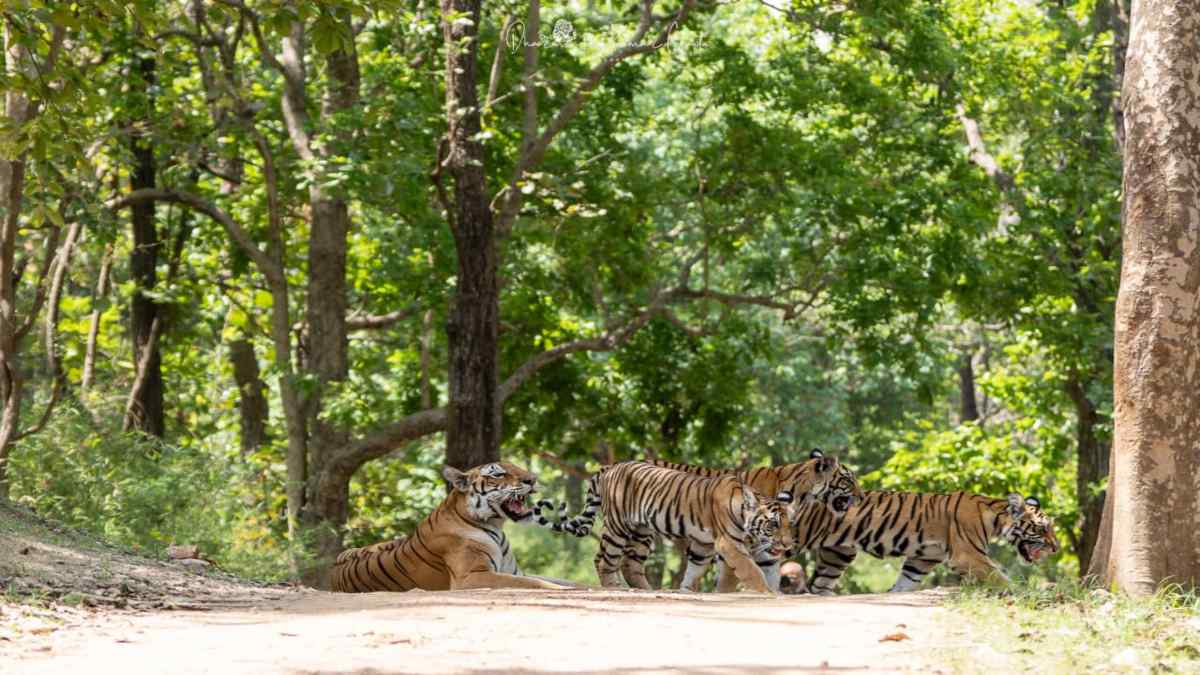 kanhanationalparkmadhyapradesh1