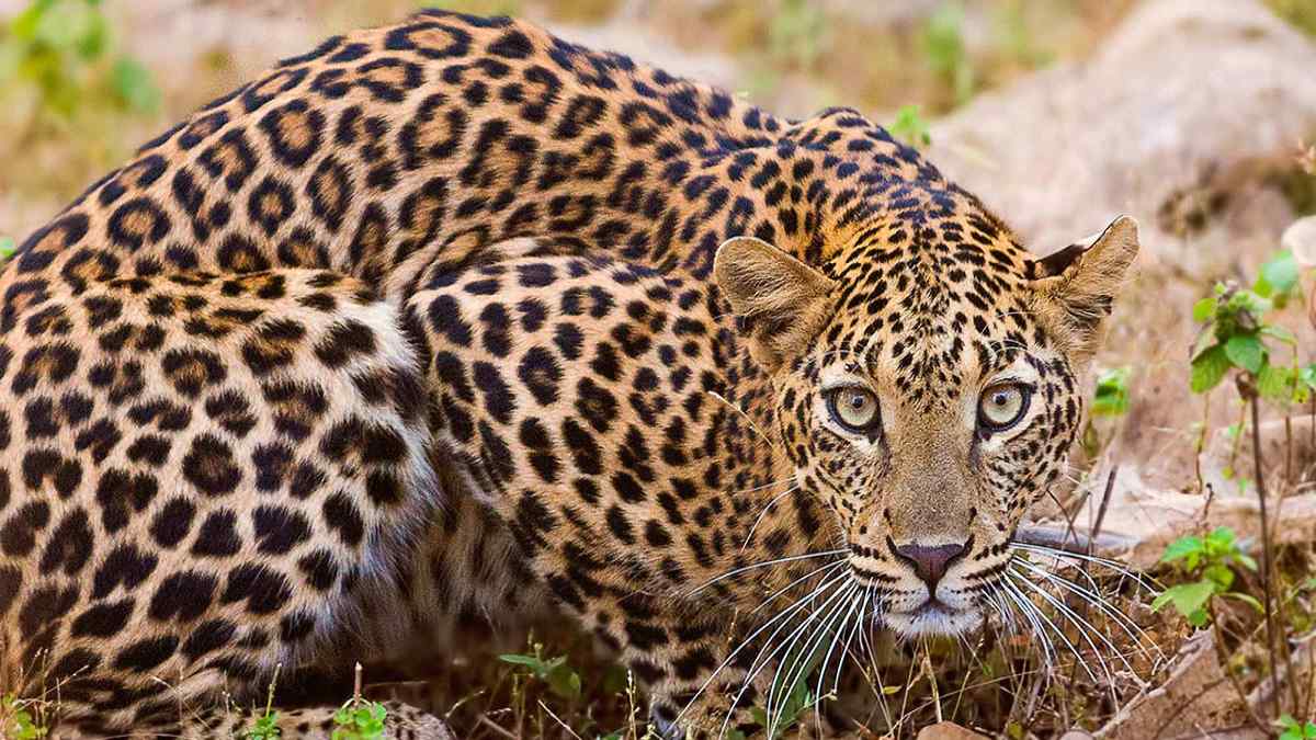 sujanjawaileopardcamprajasthan1