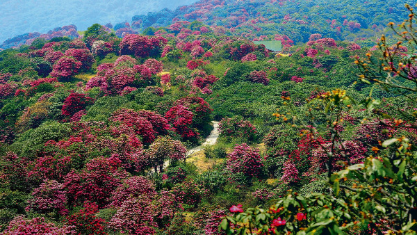 barserhododendronsanctuary