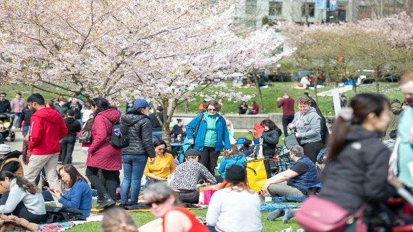 cherryblossomfestival
