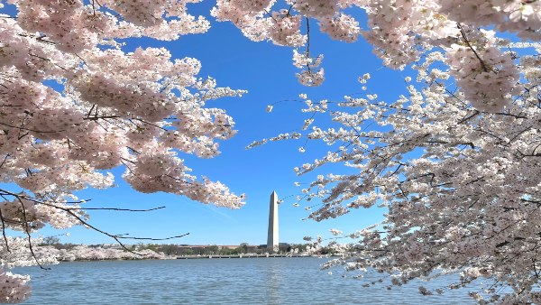 cherryblossomfestival
