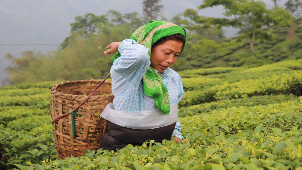 darjeeelingteaestate