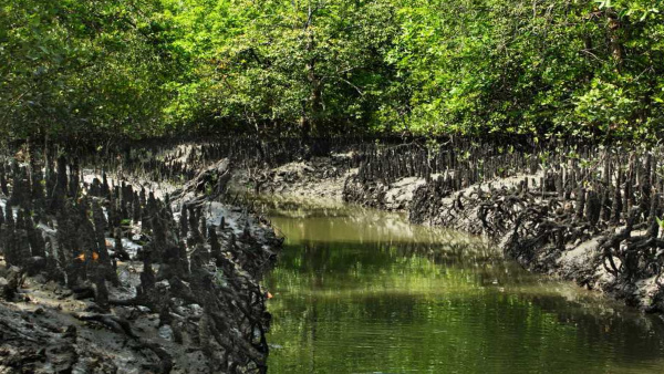 sundarbans1