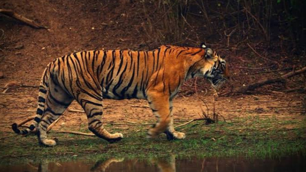 ranathambore national park