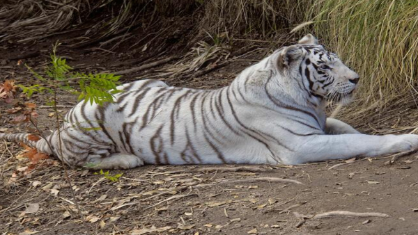 wildlifesafaripark etwah