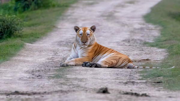 kaziranganationalsanctuary