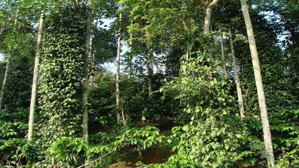 coorg coffee plantations coorg coffee plantations