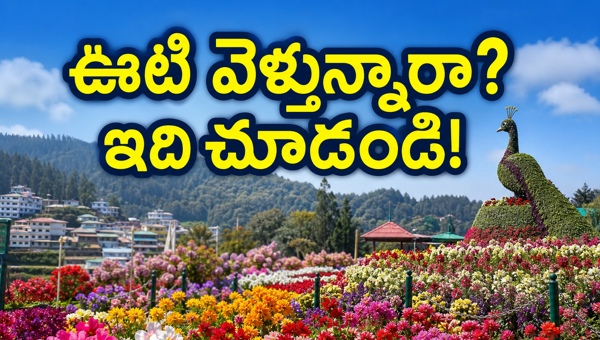 Ooty Flower Show 2026: Complete Travel Guide, Transport Tips, and Best Accommodation Options for Tourists