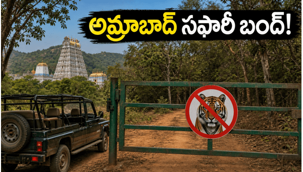 Amrabad Tiger Reserve Safari Closed: Essential Srisailam Travel Tips and Updates for 2026